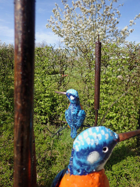 kingfisher
